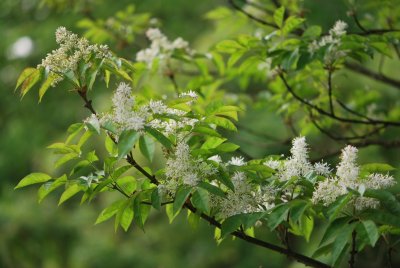 Fraxinus ornus - jasan manový (zimnář) - kvetoucí větévka